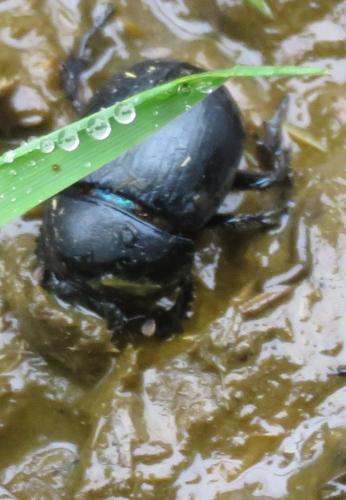 Anoplotrupes stercorosus